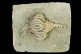 Fossil Crinoid (Actinocrinites) - Crawfordsville, Indiana #148991-1